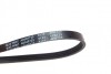 Ремінь генератора Renault Kangoo 1.6i 08-/ Nissan Micra1.0-1.4 92-03 (opt-om) BLUE PRINT AD04R725 (фото 2)