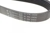 Ремінь генератора Jeep Cherokee 2.8 CRD 08- (6PK2430) (opt-om) HUTCHINSON 2430 K 6 (фото 4)