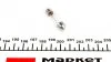 Автолампа C5W 24V 5W SV8.5-8 Standard 24V (C5W 24V) (opt-om) MAGNETI MARELLI 009423100000 (фото 2)